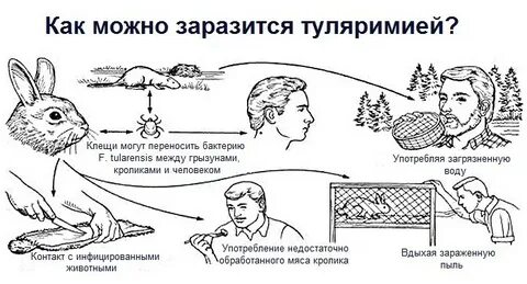 tula-2