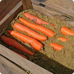 veg2
